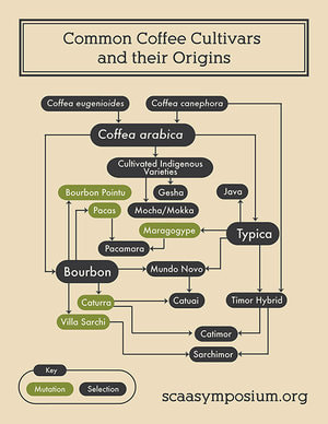 Coffee varietal chart 