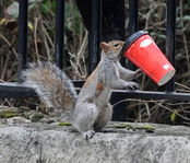 Squirrel drinking coffee