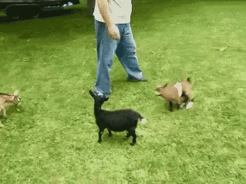 baby goats and goat farmer, baby goat kicking another goat 